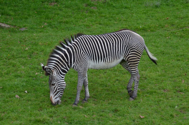 Zebra in bianco e nero che mangia erba immagini stock Zebra in bianco e nero che mangia erba immagini stock