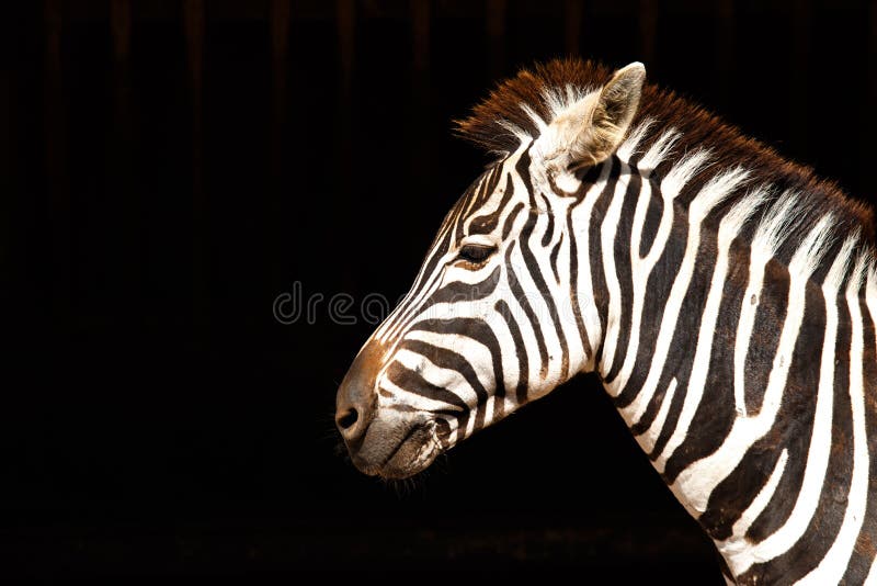 Zebra in black background stock photo. Image of beauty 55597656