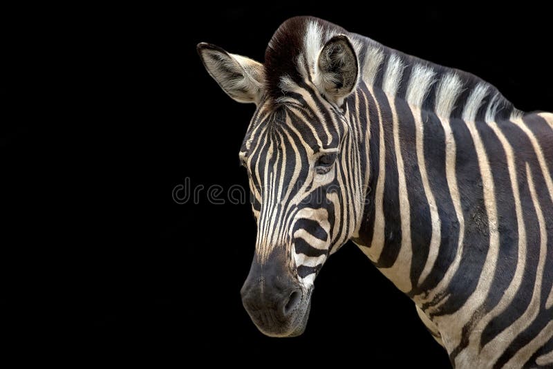 Zebra on a Black Background Stock Image Image of horse, herbivore