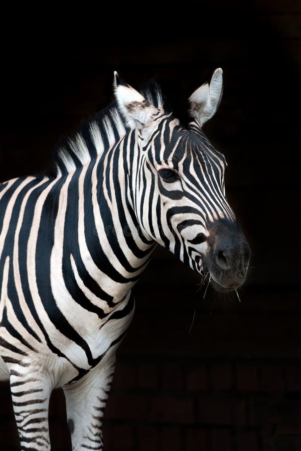 Zebra on black