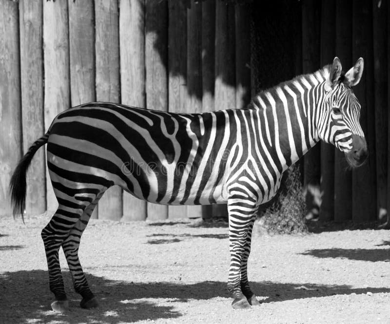 Zebra In Black And White Stock Image Image Of Wildlife 3451907