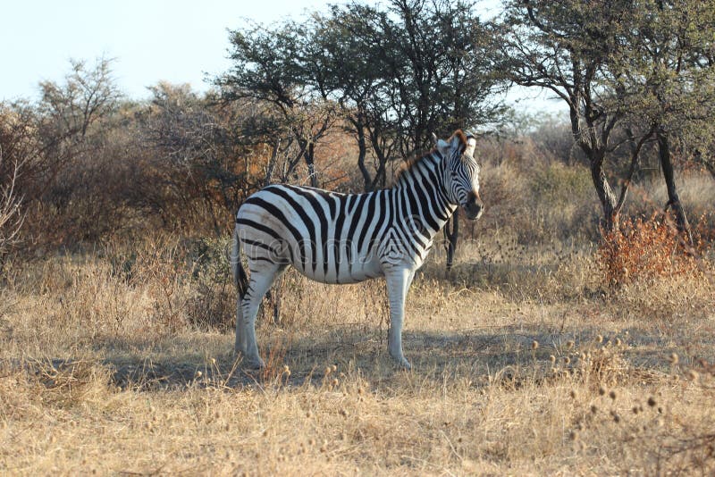 Wildlife, Grassland, Ecosystem, Zebra Picture. Image: 135983285