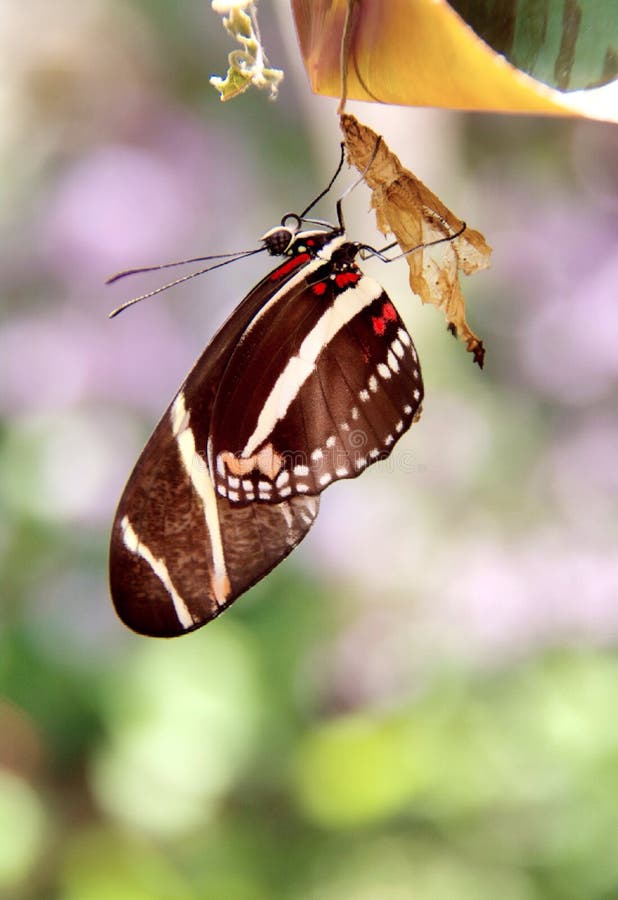 Zebra butterfly on cocoon stock image. Image of cocoon - 54908127