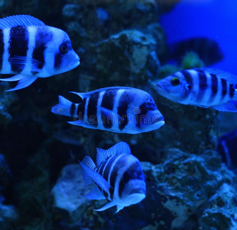 The zebra cichlid