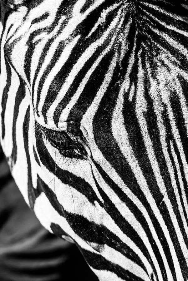 Zebra close-up portrait. Detailed view head with stripes