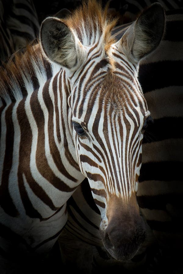 Zebra royalty free stock photo Zebra royalty free stock photo