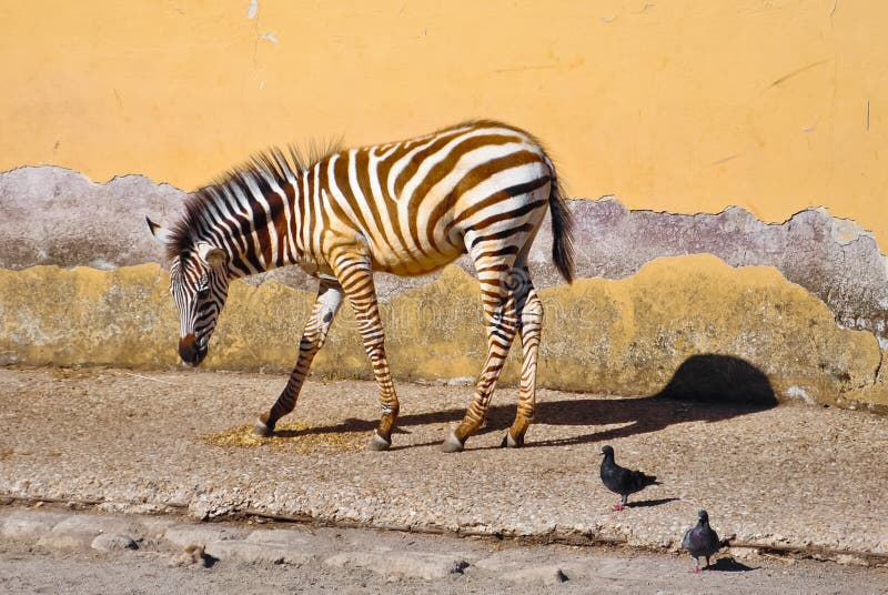 Zebra in the company stock image. Image of mammals, bird - 24998233