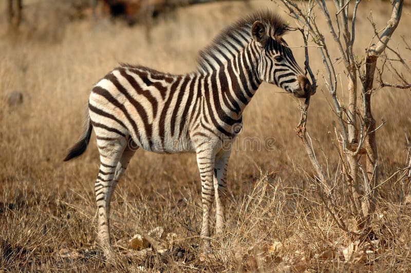 Zebra Cub