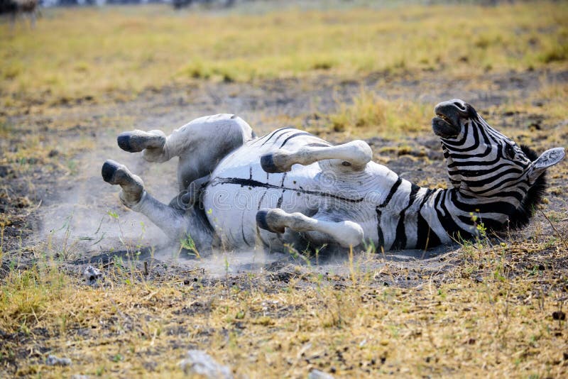 Zebra, das herum aus den Grund rollt stockbild Zebra, das herum aus den Grund rollt stockbild