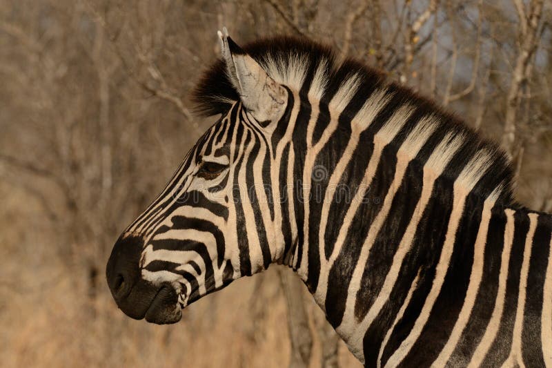 Zebra das planícies fotos de stock Zebra das planícies fotos de stock