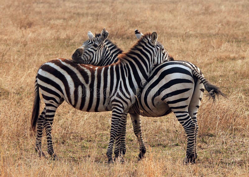 Zebra delle pianure fotografia stock Zebra delle pianure fotografia stock