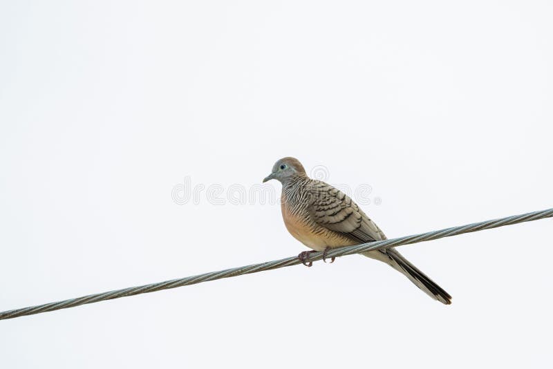 Zebra Dove, known as barred ground dovo bird perching on power l