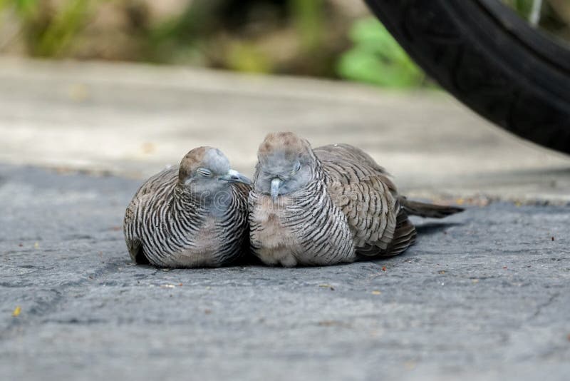 Zebra dove taking care of its partner stock photo Zebra dove taking care of its partner stock photo