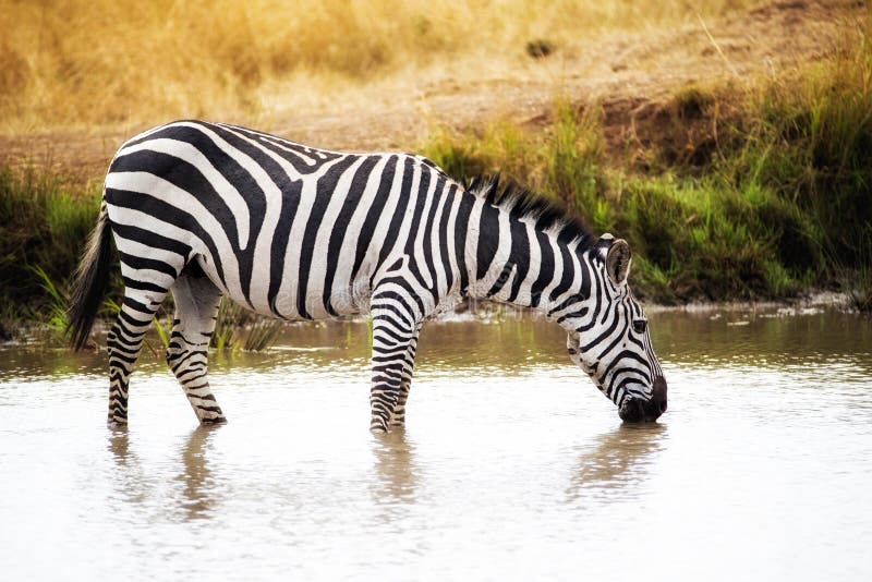 Zebra Drinking Water in Kenya Africa stock photo Zebra Drinking Water in Kenya Africa stock photo