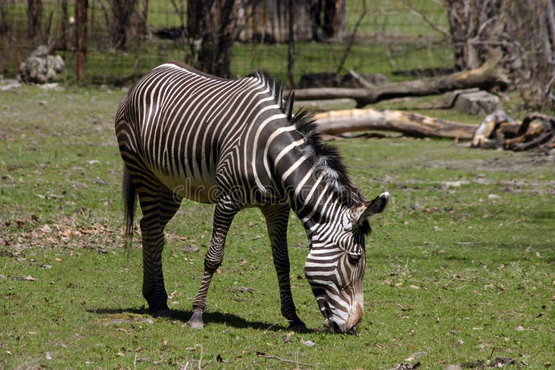 Zebra Eating stock image. Image of africa, camouflage, grass - 545725