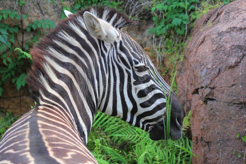 Zebra eating leaves stock image. Image of horsy, grey - 5526083