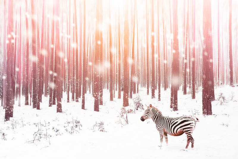Zebra in einem schneebedeckter Waldfantastischen fabelhaften Bild Wintertraumland Ð-¡ onceptual gestreiftes Bild in der rosa Farb