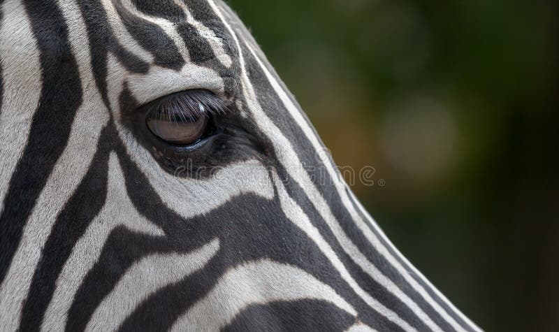 Zebra eye stock image. Image of mammal, striped, nature - 68191257