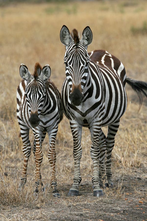 Zebra Family