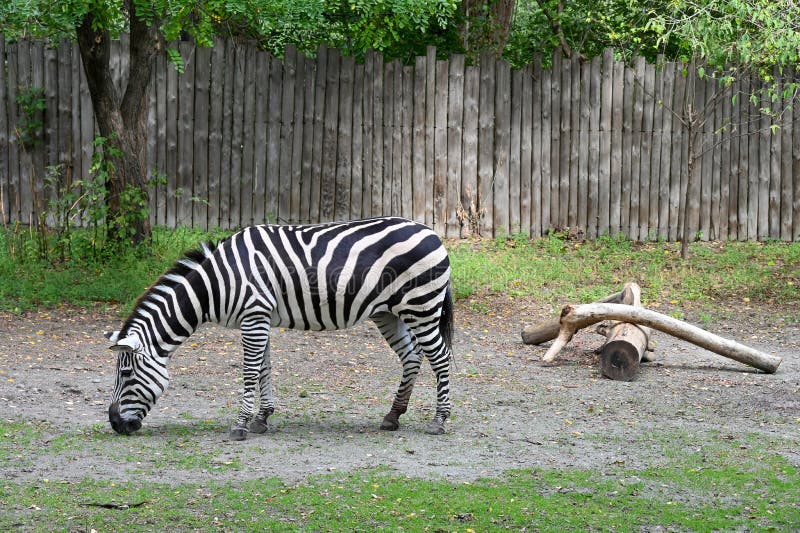 Zebra on the farm stock photo. Image of horse, grazing 256152074