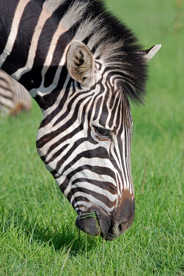 Zebra Feeding