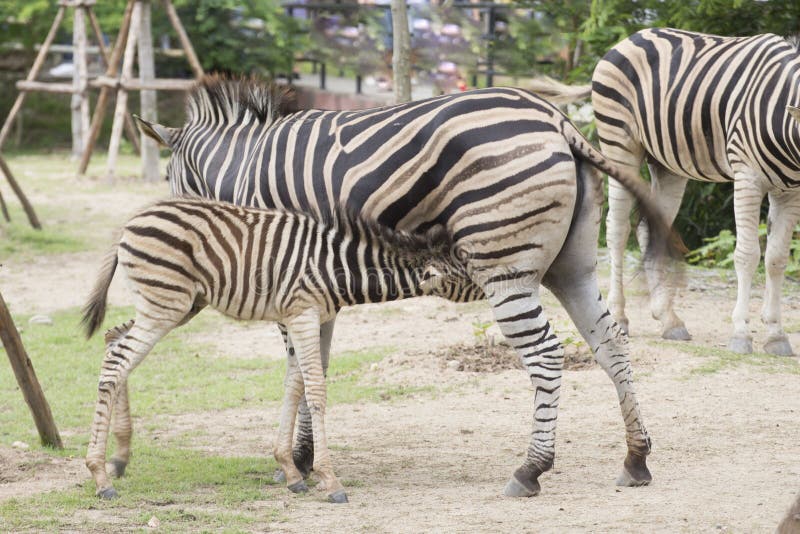Zebra feeding its foal stock photo. Image of feed, horse 75029648