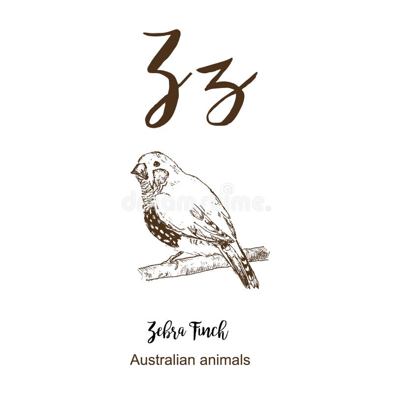 Zebra finch bird, A to z, alphabet sketch australian animals drawing vector illustration. Vintage hand drawn with lettering. Ready royalty free illustration