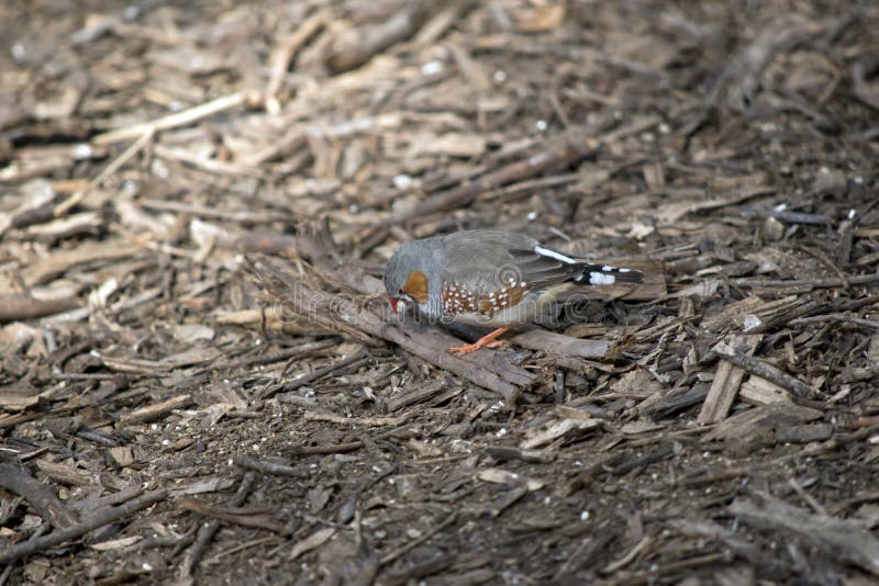 A zebra finch stock photo. Image of stripes, animal - 148528304