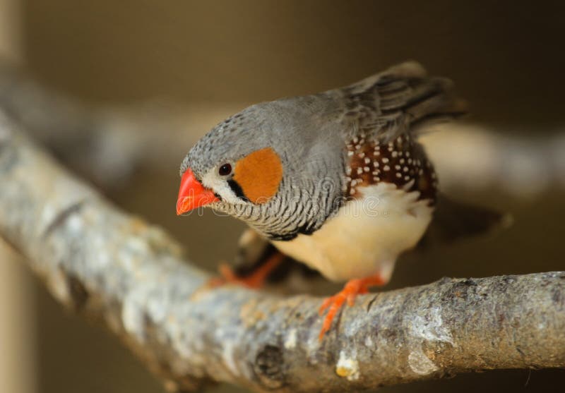 The zebra finch Taeniopygia guttata - portrait of a male royalty free stock image The zebra finch Taeniopygia guttata - portrait of a male royalty free stock image