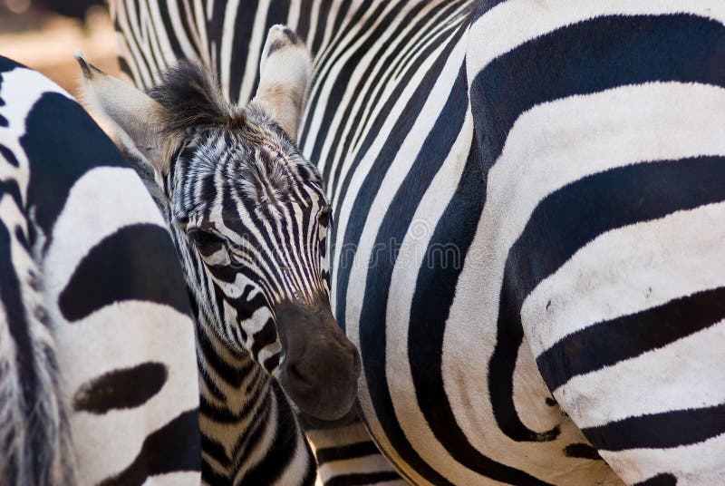 Size zebra penis Animal Penises