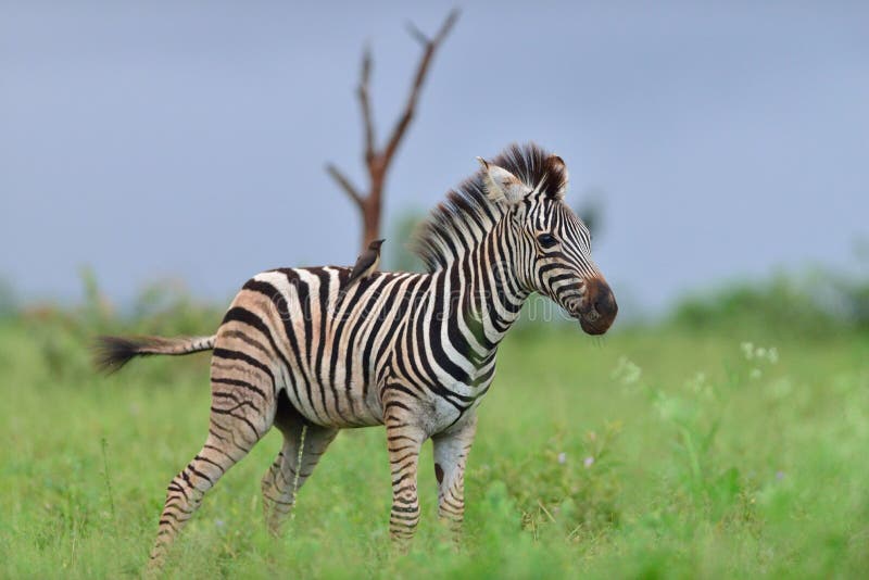 Zebra Foal in the Wilderness Stock Photo Image of south, wildlife