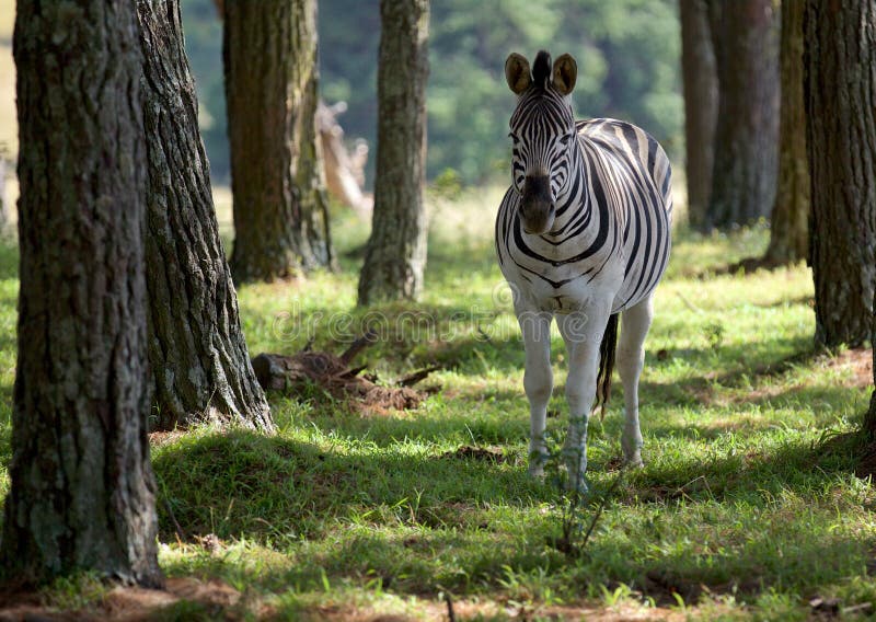 Zebra Forest