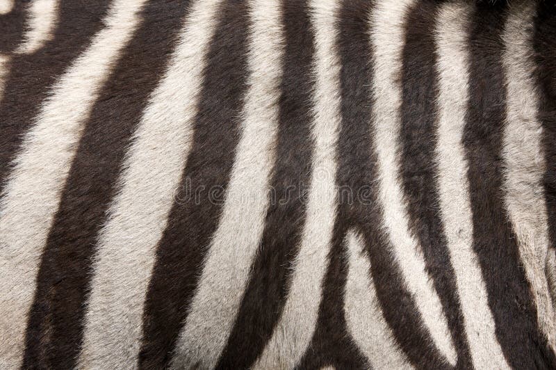 Zebra Fur Background stock photo. Image of animal, wild - 15572132