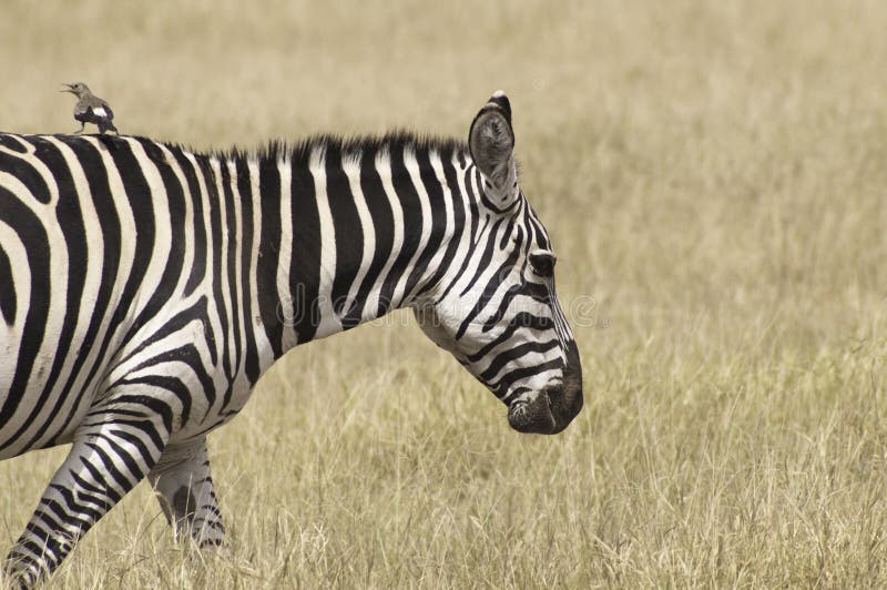 Bird Ride Zebra Stock Photos Download 24 Royalty Free Photos