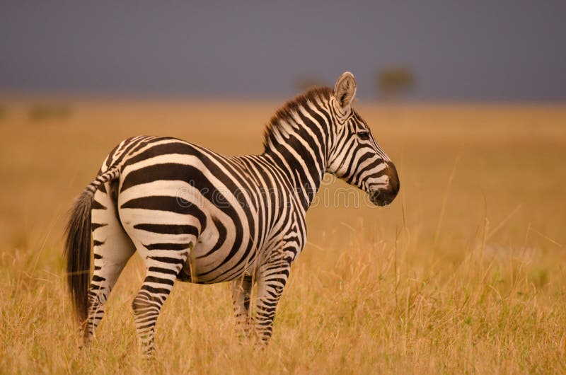 Sobre el llanuras de en Kenia,.