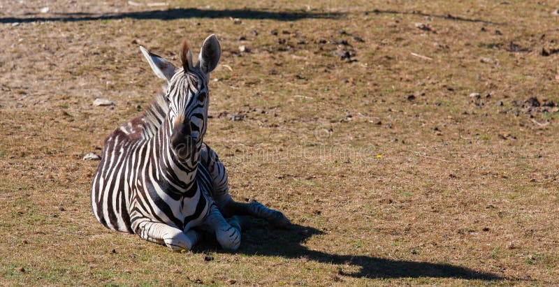 Zebra on the grass stock photo. Image of striped, female - 26516650