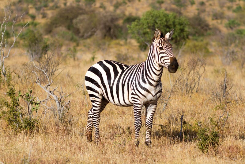 Zebra in the grasslands stock photo. Image of animal - 51318850