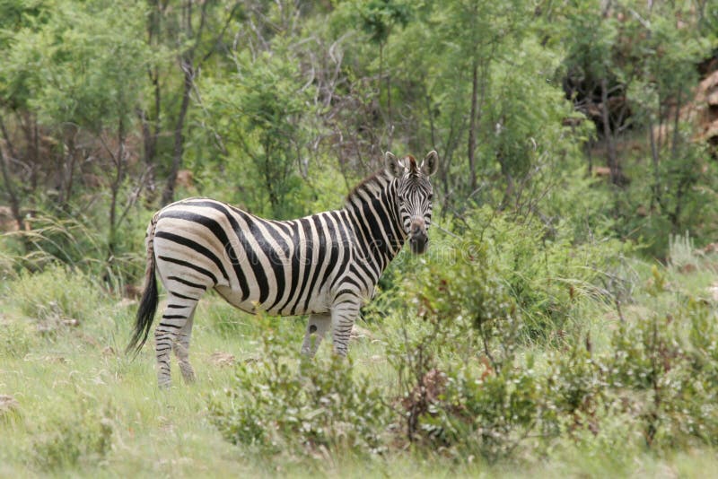 Zebra Grazing in South Africa royalty free stock images Zebra Grazing in South Africa royalty free stock images