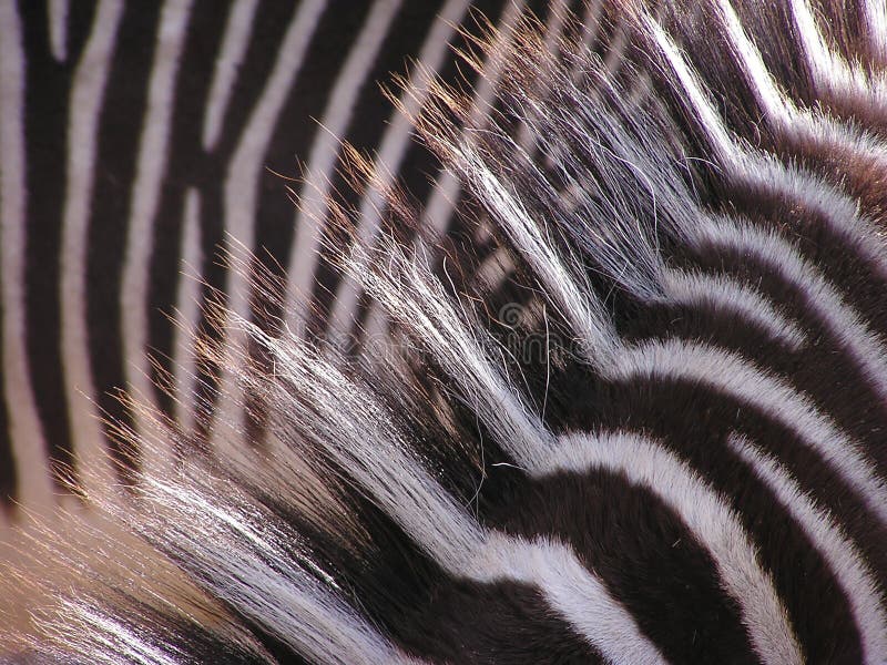 Zebra hair style stock photo. Image of style, header 19807726