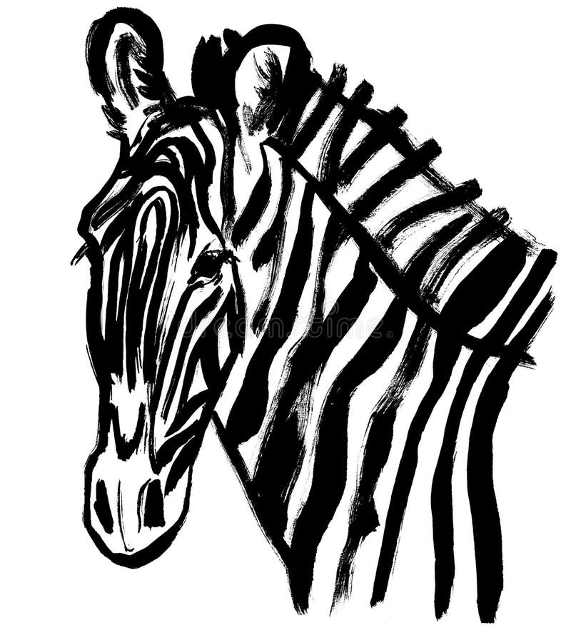Zebra Head Close Drawn with Black Paint on a White Background Stock