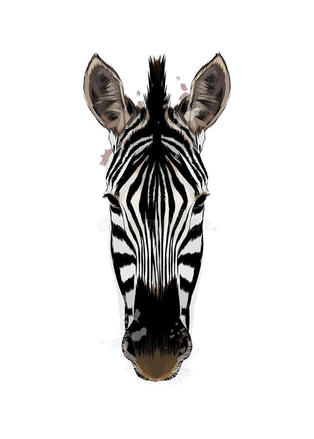 Zebra Head Portrait from a Splash of Watercolor, Colored Drawing, Realistic  Stock Vector - Illustration of background, horse: 216447230