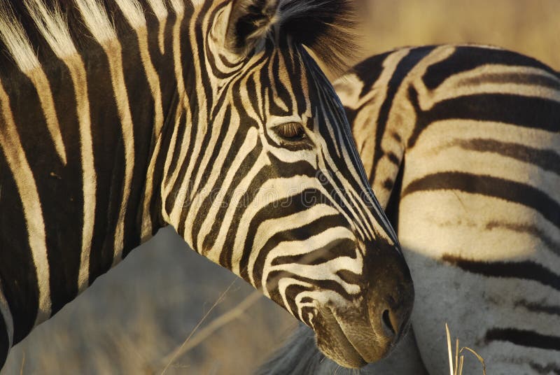 Zebra head in sunset light royalty free stock images