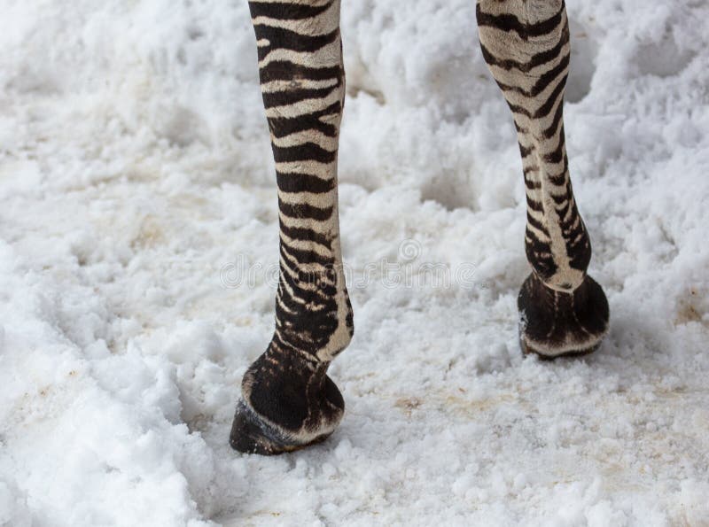 Zebra hooves on the snow stock image. Image of portrait 243757879