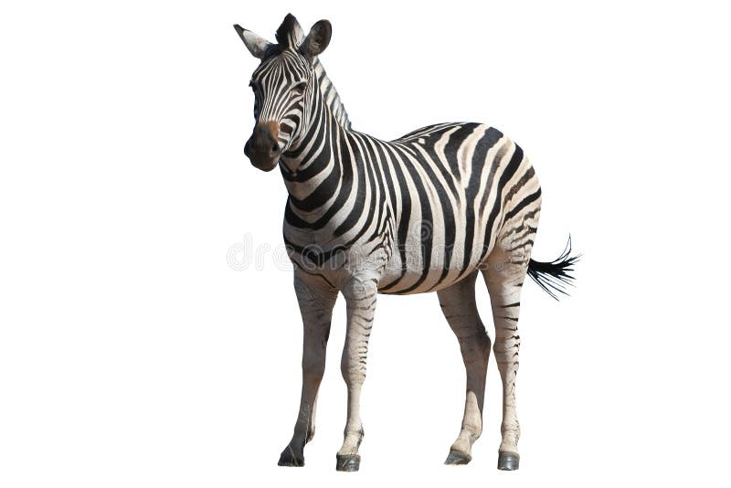 Zebra - Isolada imagem de stock royalty free