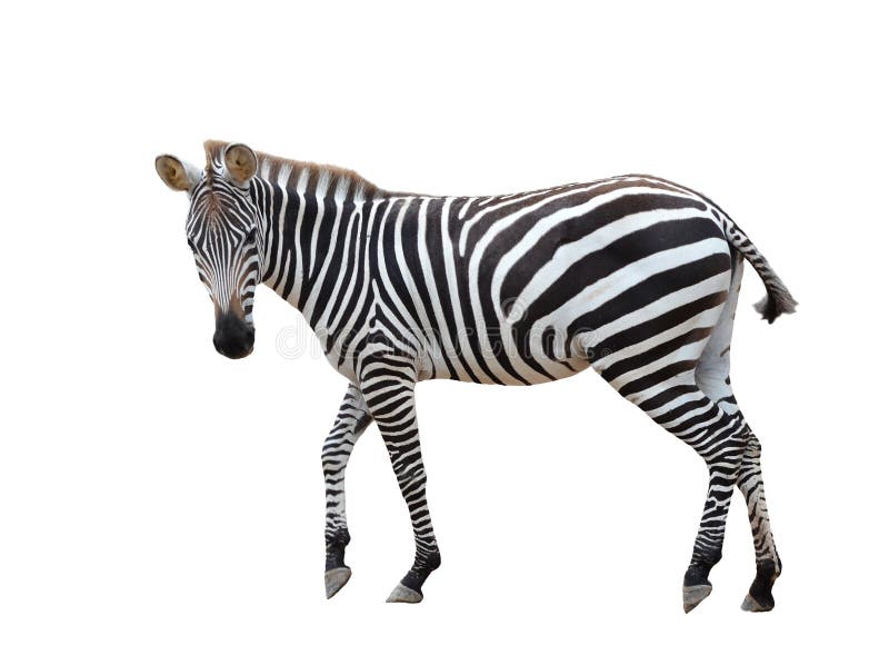 Zebra isolated stock photo. Image of wilderness, herbivore - 36019324