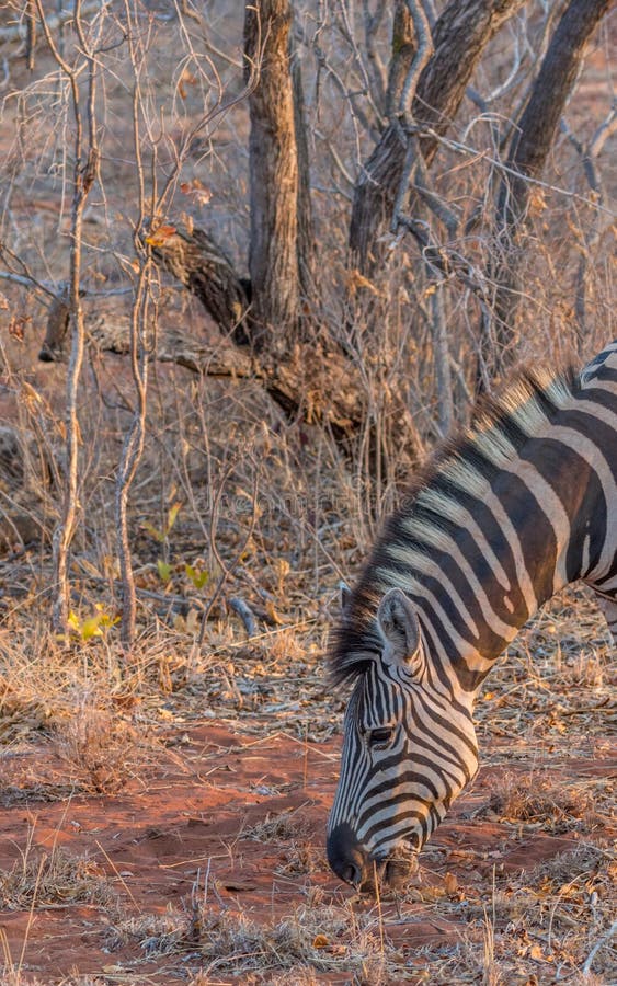 Zebra izolată în habitatul său natural royalty free stock images