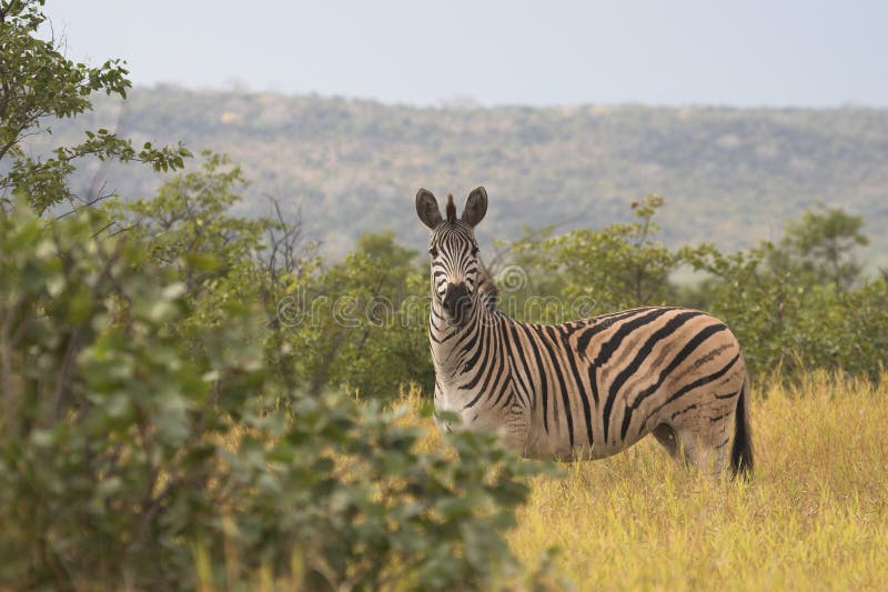Ancient Buildings, Patan Durbar Square, Nepal Editorial Stock Image