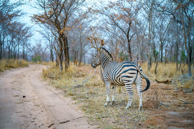 Klaserie Private Nature Reserve Free & Stock Photos from Dreamstime