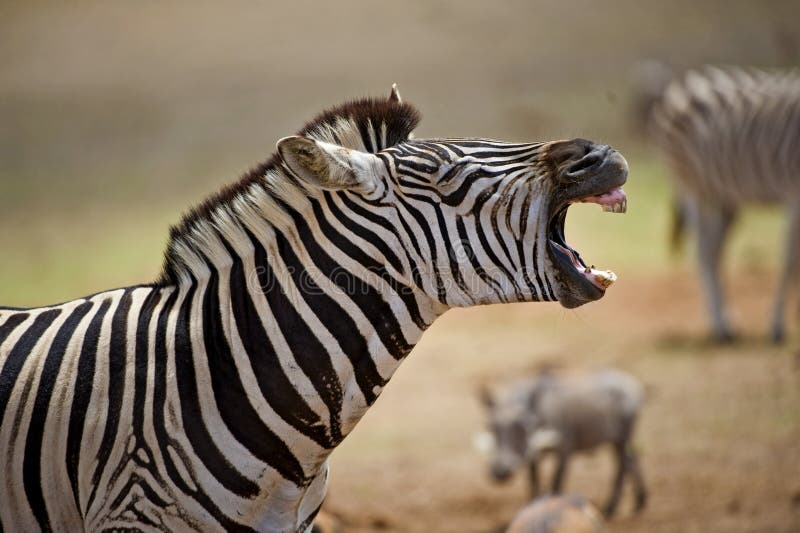 683 Zebra Teeth Stock Photos Free & RoyaltyFree Stock Photos from