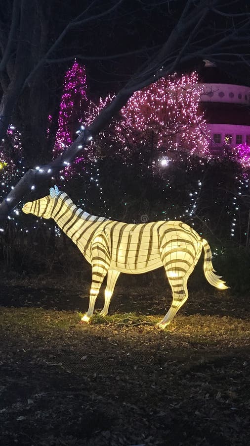 Zebra Lights at the Zoo at Night Stock Photo Image of lights, poster